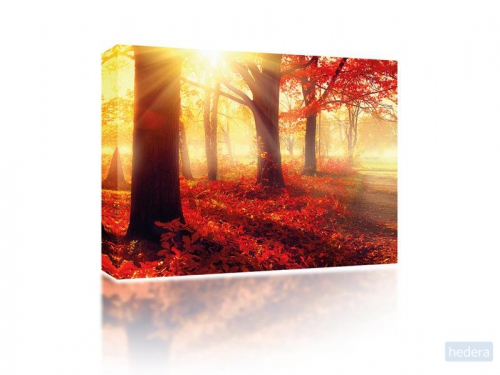 Canvas Forest in autumn sun