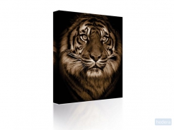 Canvas Tiger's face