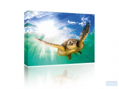 Canvas Turtle in sea