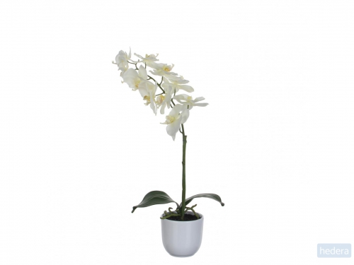Phalaenopsis orchidee 60cm